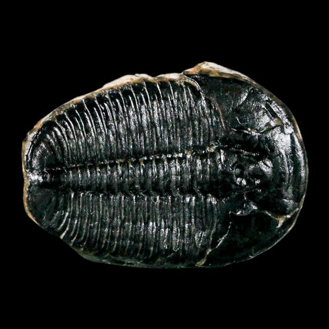 1.1" Elrathia Kingi Trilobite Fossil Utah Cambrian Age 521 Million Years Old COA - Fossil Age Minerals