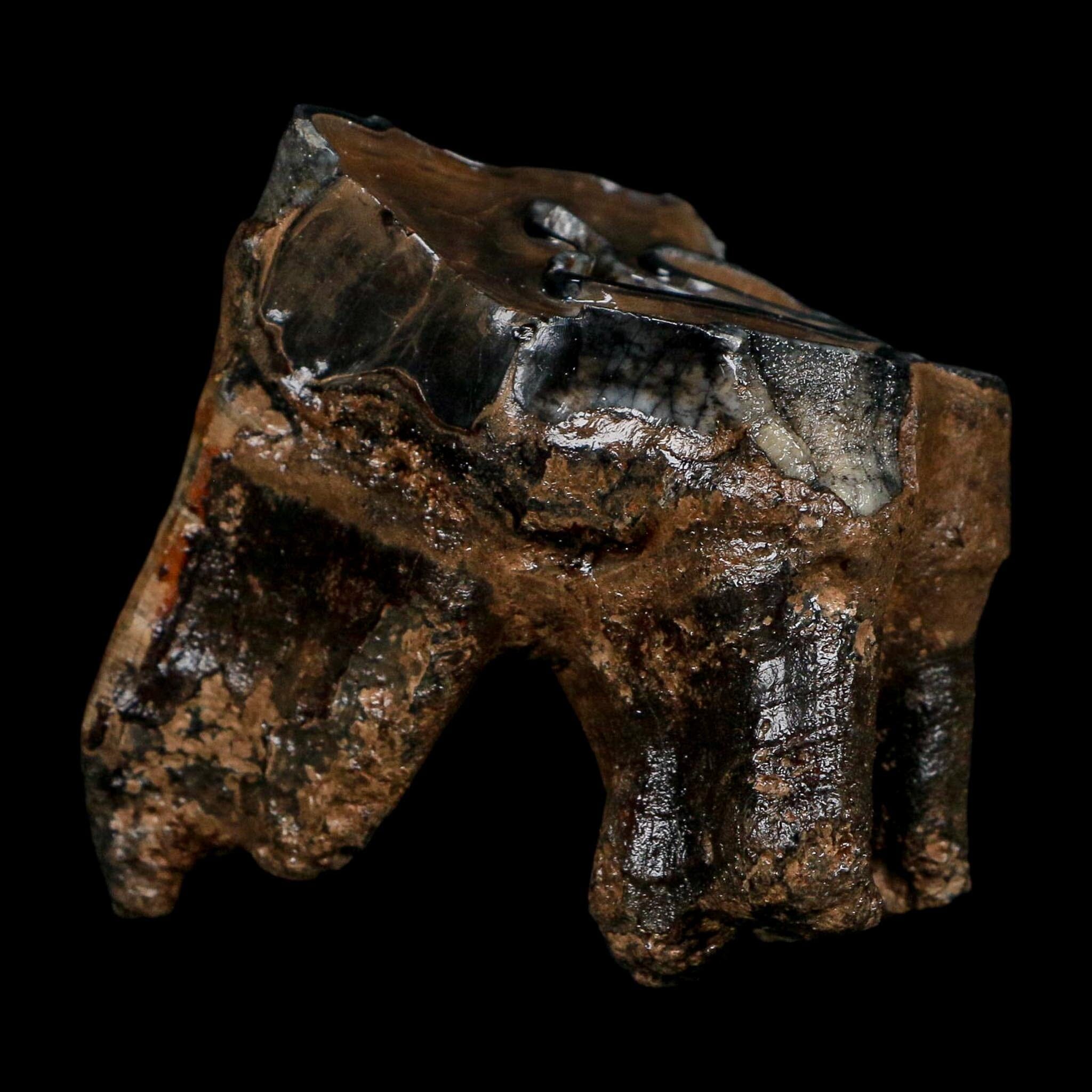 2.8" Woolly Rhinoceros Fossil Rooted Tooth Pleistocene Age Megafauna Russia COA