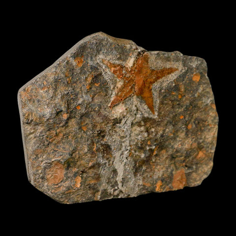 48MM Brittle Star Petraster Starfish Fossil Ordovician Age Blekus Morocco COA - Fossil Age Minerals