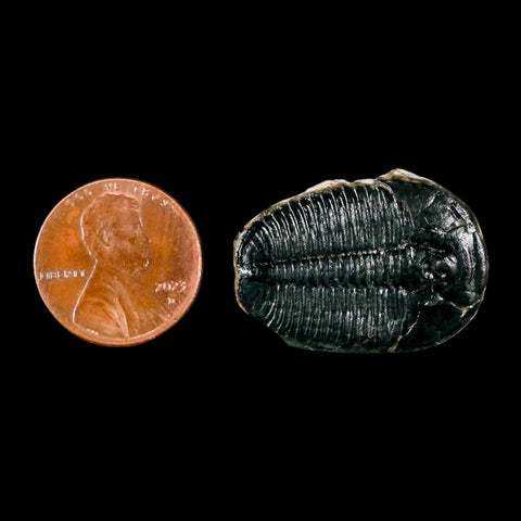 1.1" Elrathia Kingi Trilobite Fossil Utah Cambrian Age 521 Million Years Old COA - Fossil Age Minerals