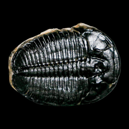 1.1" Elrathia Kingi Trilobite Fossil Utah Cambrian Age 521 Million Years Old COA