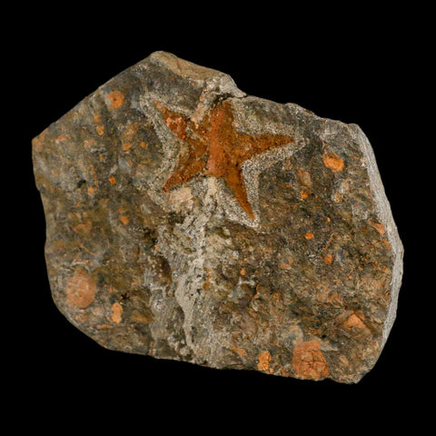 48MM Brittle Star Petraster Starfish Fossil Ordovician Age Blekus Morocco COA - Fossil Age Minerals