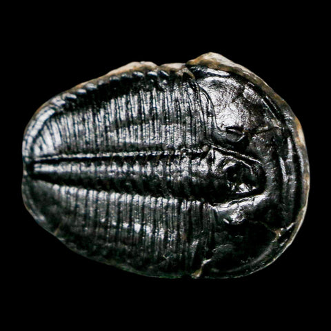 1.1" Elrathia Kingi Trilobite Fossil Utah Cambrian Age 521 Million Years Old COA - Fossil Age Minerals