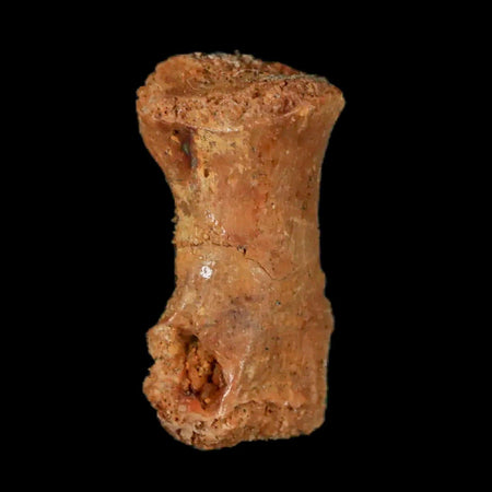 0.9" Dromaeosaurid Raptor Fossil Limb Toe Bone Cretaceous Dinosaur COA, Display