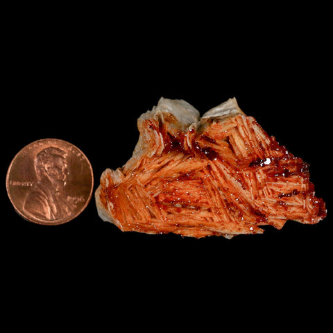 2" Sparkly Red Vanadinite Crystals On Orange Barite Blades Mineral Mabladen Morocco - Fossil Age Minerals