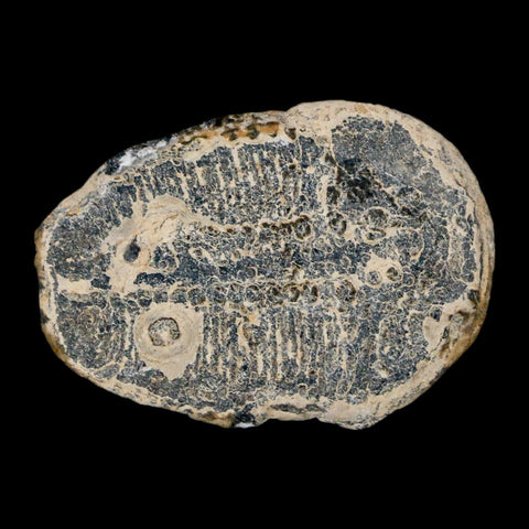 1.1" Elrathia Kingi Trilobite Fossil Utah Cambrian Age 521 Million Years Old COA - Fossil Age Minerals