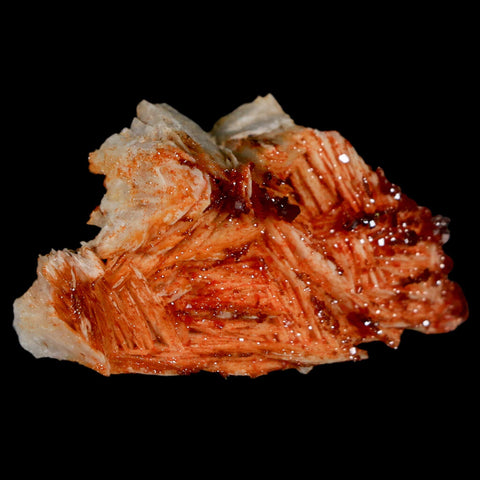 2" Sparkly Red Vanadinite Crystals On Orange Barite Blades Mineral Mabladen Morocco - Fossil Age Minerals