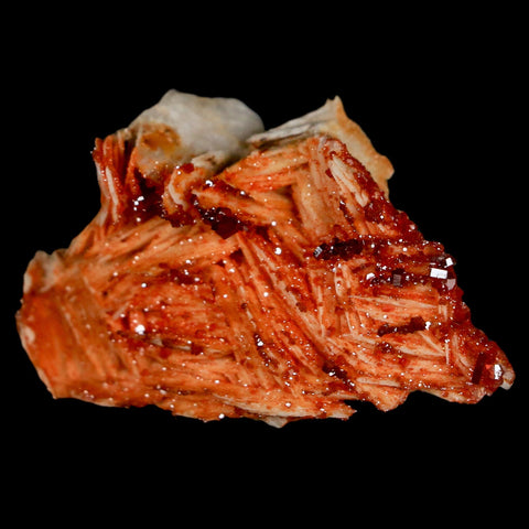 2" Sparkly Red Vanadinite Crystals On Orange Barite Blades Mineral Mabladen Morocco - Fossil Age Minerals