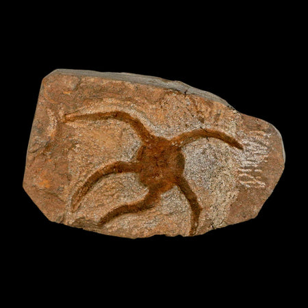 3.2" Brittle Star Ophiura Sp Starfish Fossil Ordovician Age Morocco COA