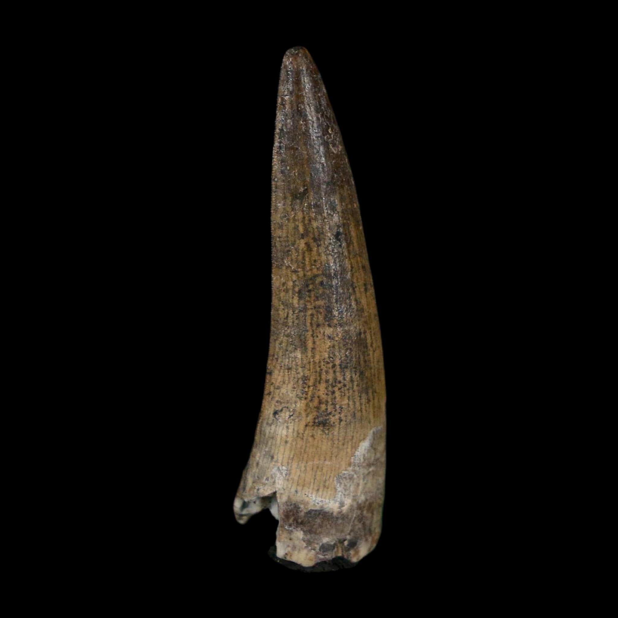 1.4" Suchomimus Fossil Tooth Cretaceous Spinosaurid Dinosaur Elraz FM Niger COA - Fossil Age Minerals