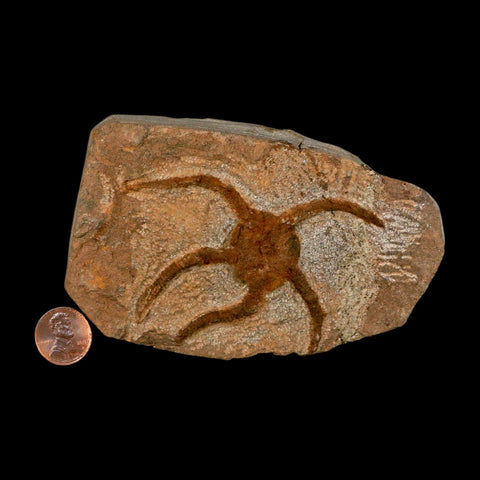 3.2" Brittle Star Ophiura Sp Starfish Fossil Ordovician Age Morocco COA - Fossil Age Minerals