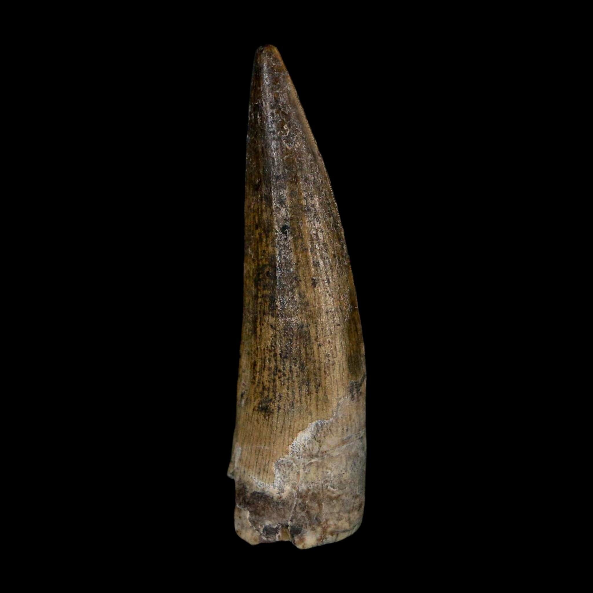 1.4" Suchomimus Fossil Tooth Cretaceous Spinosaurid Dinosaur Elraz FM Niger COA - Fossil Age Minerals