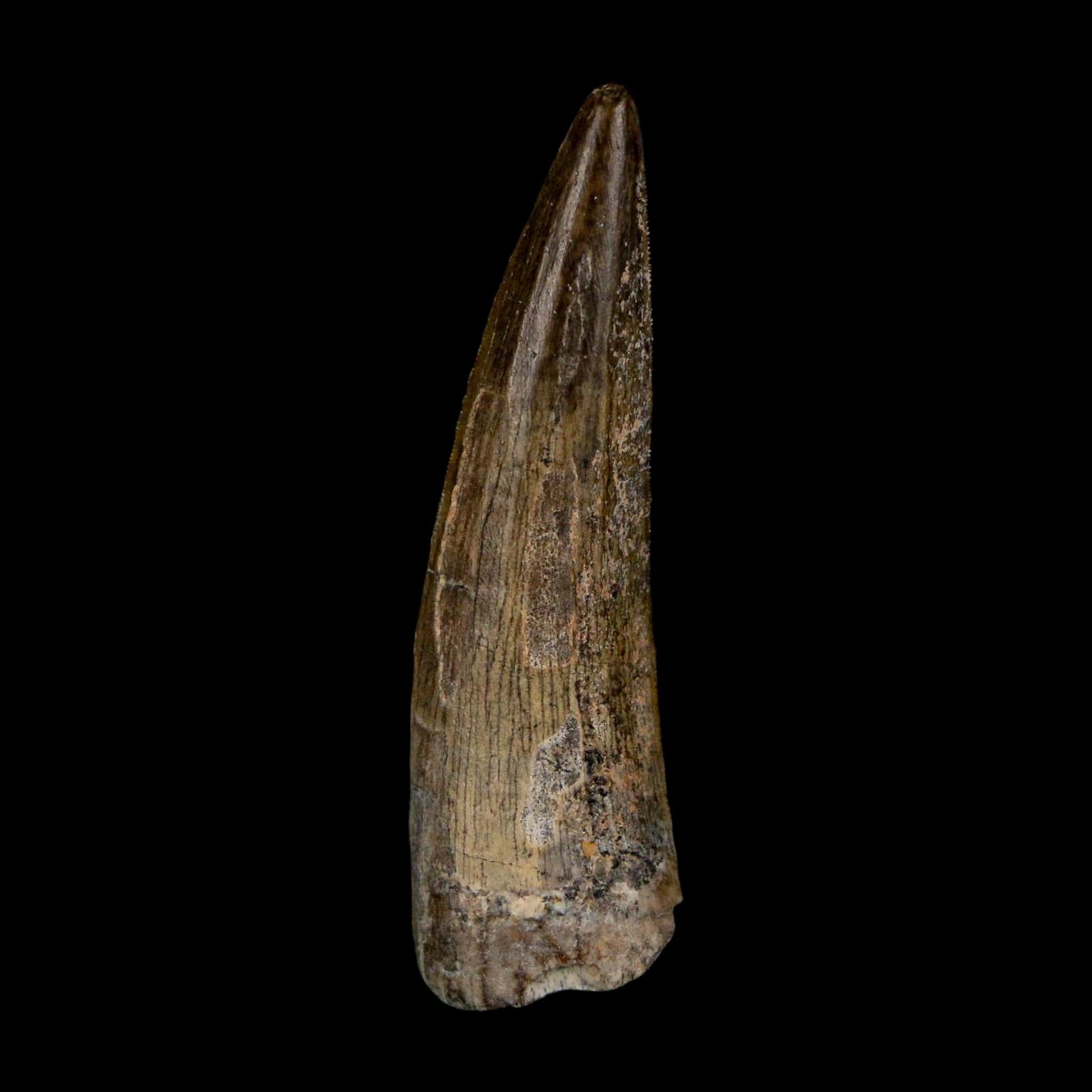 1.4" Suchomimus Fossil Tooth Cretaceous Spinosaurid Dinosaur Elraz FM Niger COA - Fossil Age Minerals