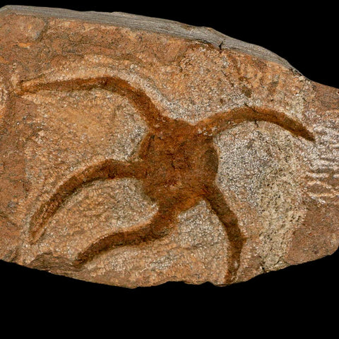 3.2" Brittle Star Ophiura Sp Starfish Fossil Ordovician Age Morocco COA - Fossil Age Minerals