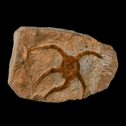 3.2" Brittle Star Ophiura Sp Starfish Fossil Ordovician Age Morocco COA - Fossil Age Minerals