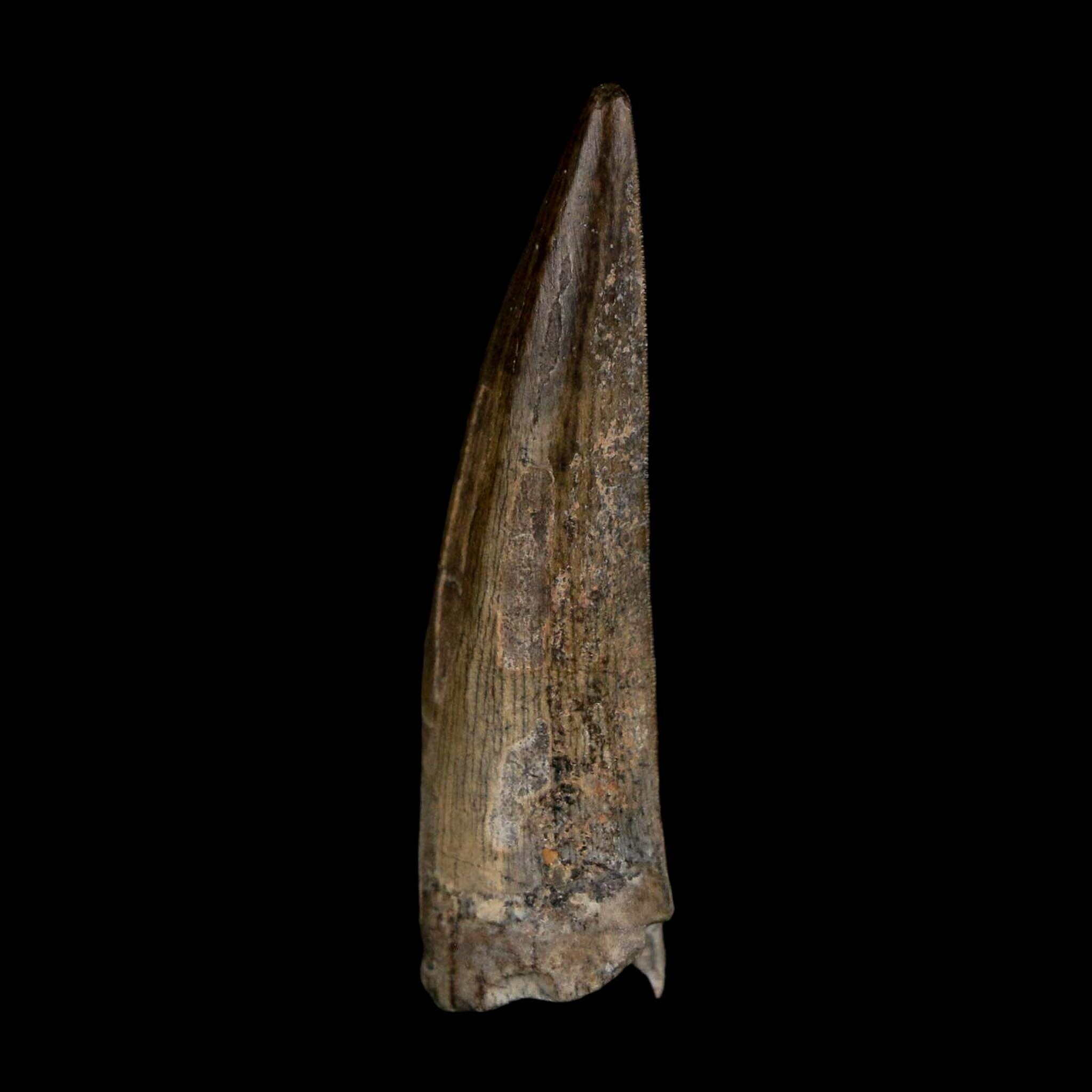 1.4" Suchomimus Fossil Tooth Cretaceous Spinosaurid Dinosaur Elraz FM Niger COA - Fossil Age Minerals