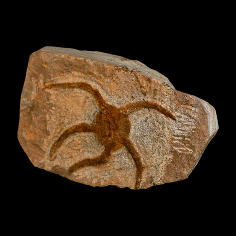 3.2" Brittle Star Ophiura Sp Starfish Fossil Ordovician Age Morocco COA - Fossil Age Minerals