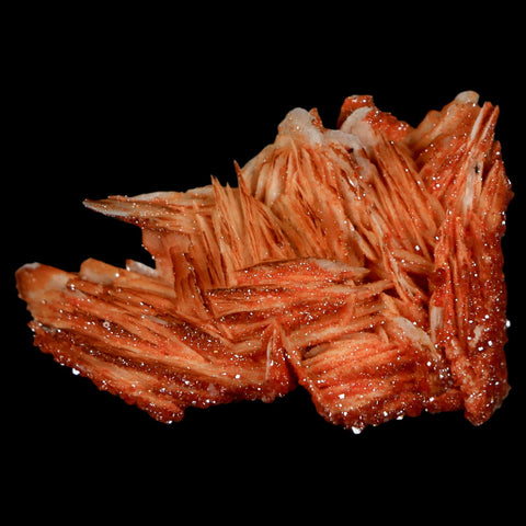 1.7" Sparkly Red Vanadinite Crystals On Orange Barite Blades Mineral Mabladen Morocco - Fossil Age Minerals