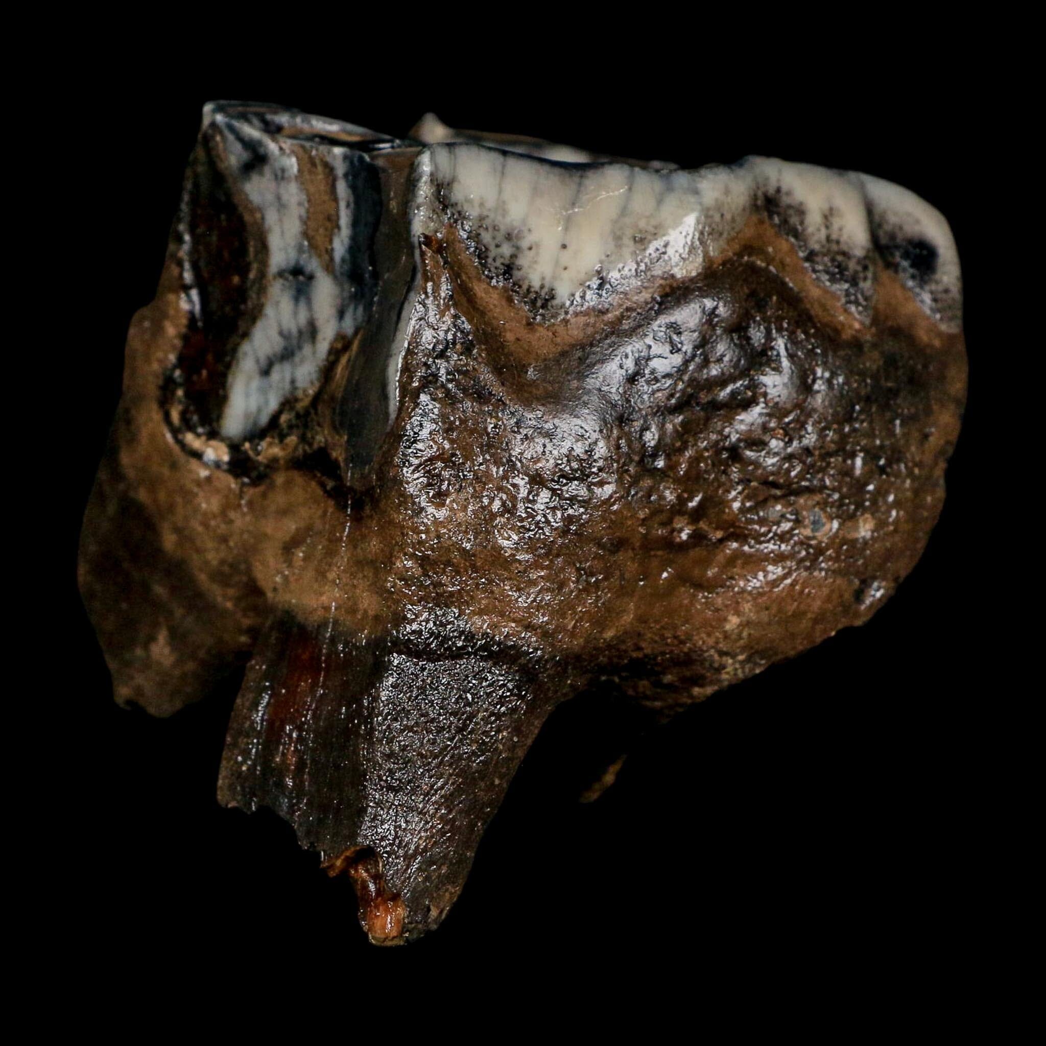 2.9" Woolly Rhinoceros Fossil Rooted Tooth Pleistocene Age Megafauna Russia COA