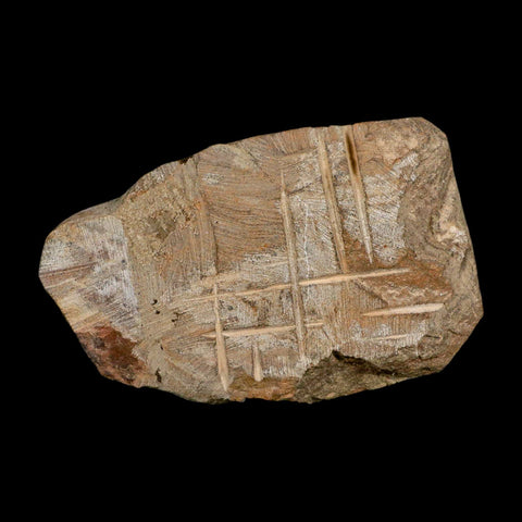 3.2" Brittle Star Ophiura Sp Starfish Fossil Ordovician Age Morocco COA - Fossil Age Minerals