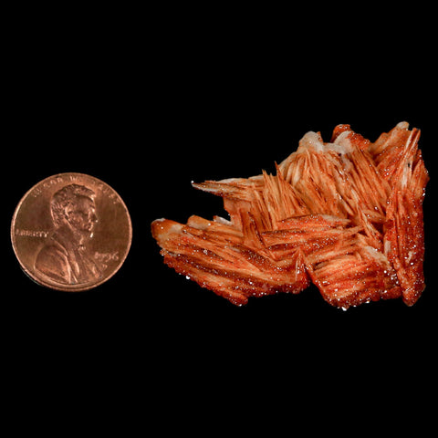 1.7" Sparkly Red Vanadinite Crystals On Orange Barite Blades Mineral Mabladen Morocco - Fossil Age Minerals