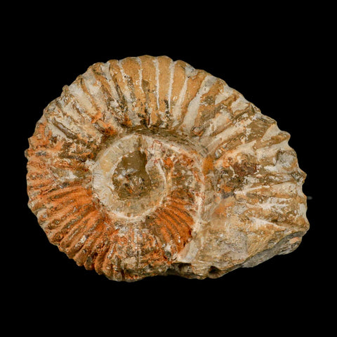 4.4" Acanthoceras Ammonite Fossil Agadir Morocco 360 Million Year Old COA - Fossil Age Minerals