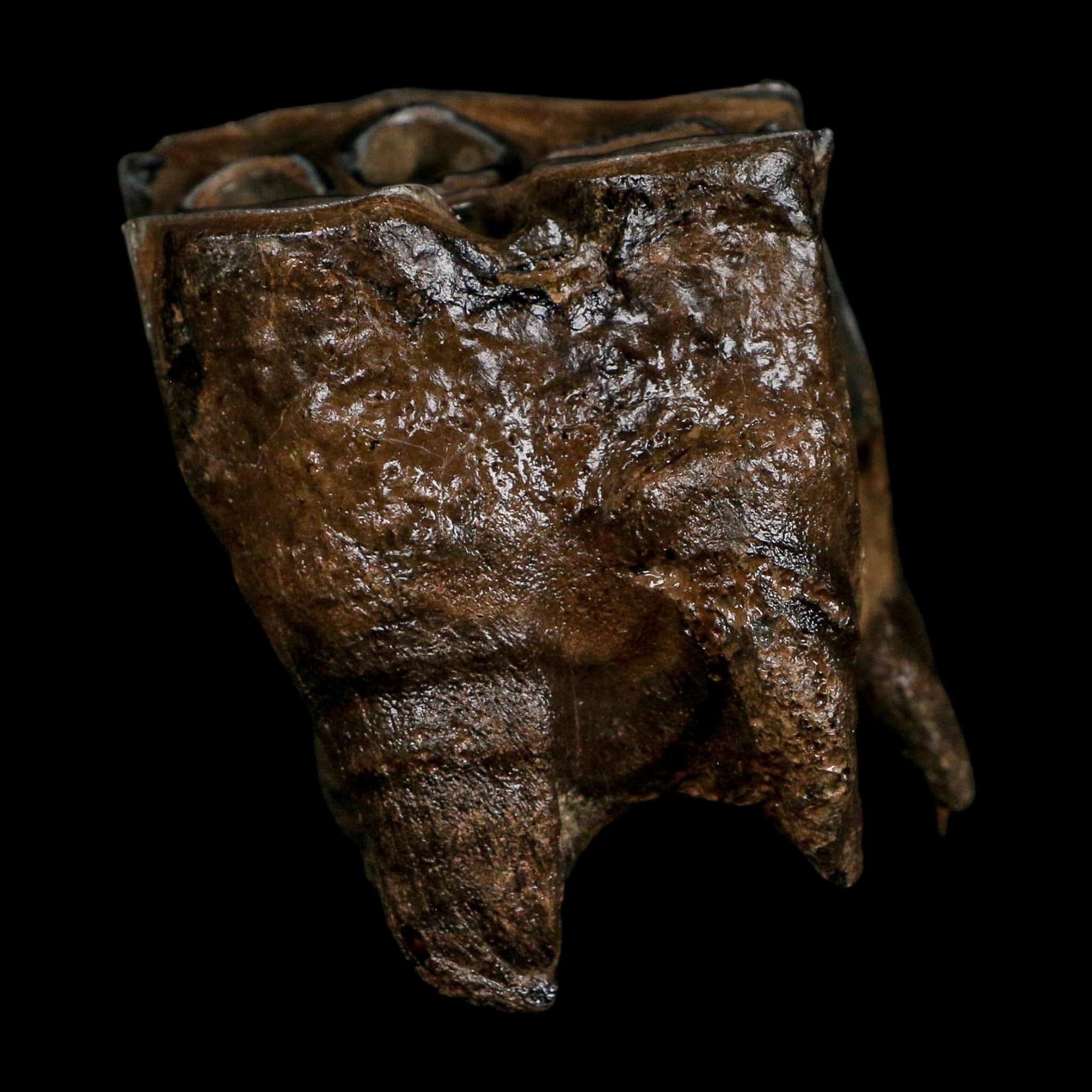 2.9" Woolly Rhinoceros Fossil Rooted Tooth Pleistocene Age Megafauna Russia COA