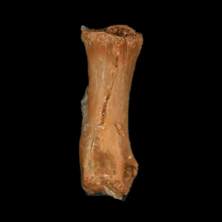 0.8" Dromaeosaurid Raptor Fossil Limb Toe Bone Cretaceous Dinosaur COA, Display
