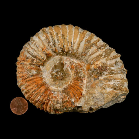 4.4" Acanthoceras Ammonite Fossil Agadir Morocco 360 Million Year Old COA - Fossil Age Minerals