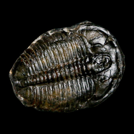 1.2" Elrathia Kingi Trilobite Fossil Utah Cambrian Age 521 Million Years Old COA