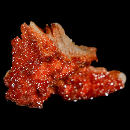 1.7" Sparkly Red Vanadinite Crystals On Orange Barite Blades Mineral Mabladen Morocco