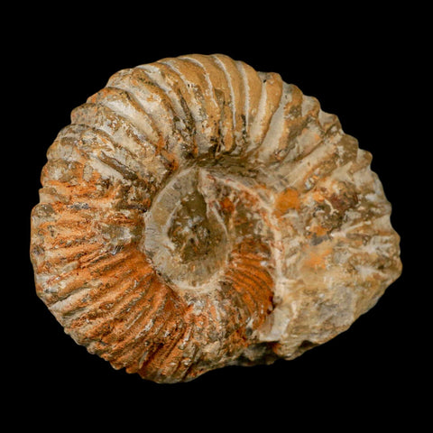 4.4" Acanthoceras Ammonite Fossil Agadir Morocco 360 Million Year Old COA - Fossil Age Minerals