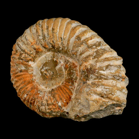 4.4" Acanthoceras Ammonite Fossil Agadir Morocco 360 Million Year Old COA