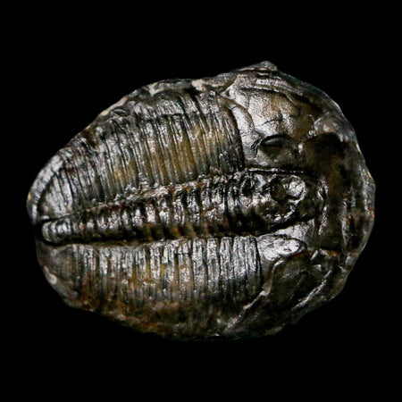 1.2" Elrathia Kingi Trilobite Fossil Utah Cambrian Age 521 Million Years Old COA