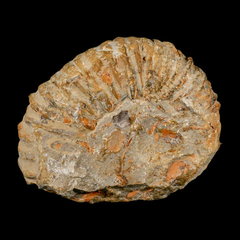 4.4" Acanthoceras Ammonite Fossil Agadir Morocco 360 Million Year Old COA - Fossil Age Minerals