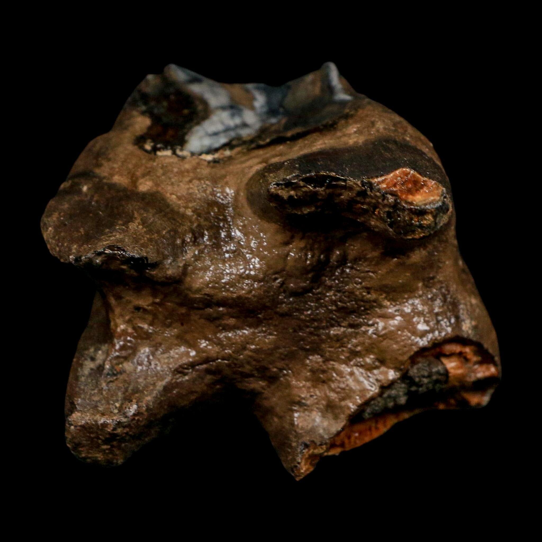 2.9" Woolly Rhinoceros Fossil Rooted Tooth Pleistocene Age Megafauna Russia COA