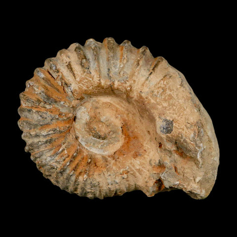 4.5" Acanthoceras Ammonite Fossil Agadir Morocco 360 Million Year Old COA - Fossil Age Minerals
