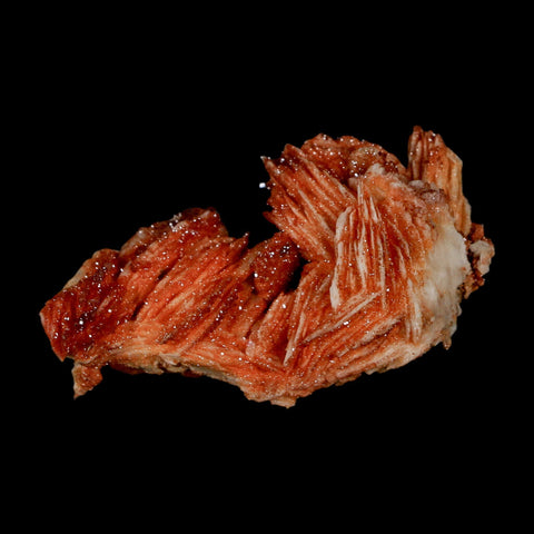 2.1" Sparkly Red Vanadinite Crystals On Orange Barite Blades Mineral Mabladen Morocco - Fossil Age Minerals