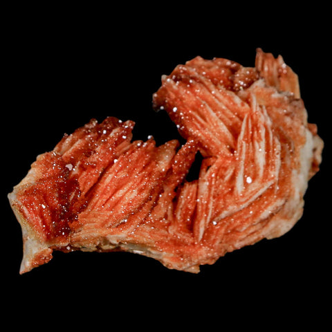 2.1" Sparkly Red Vanadinite Crystals On Orange Barite Blades Mineral Mabladen Morocco - Fossil Age Minerals