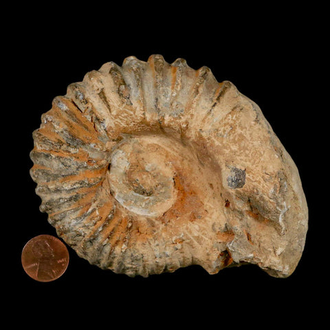 4.5" Acanthoceras Ammonite Fossil Agadir Morocco 360 Million Year Old COA - Fossil Age Minerals