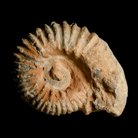 4.5" Acanthoceras Ammonite Fossil Agadir Morocco 360 Million Year Old COA