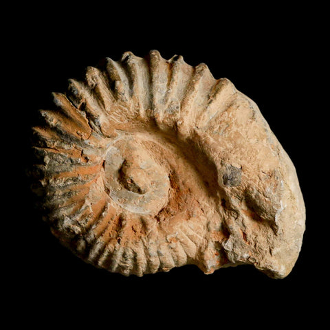 4.5" Acanthoceras Ammonite Fossil Agadir Morocco 360 Million Year Old COA - Fossil Age Minerals