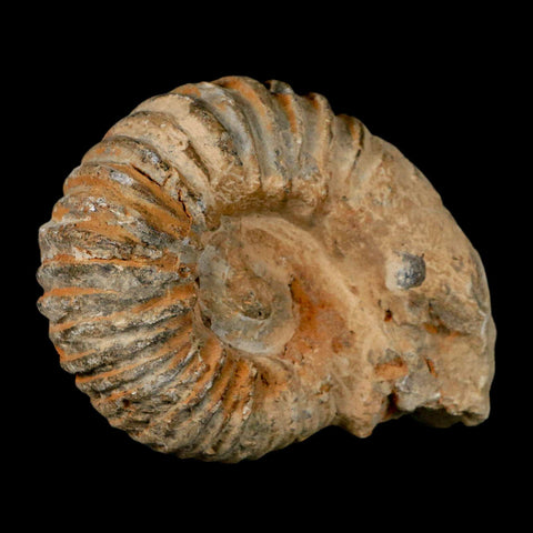 4.5" Acanthoceras Ammonite Fossil Agadir Morocco 360 Million Year Old COA - Fossil Age Minerals