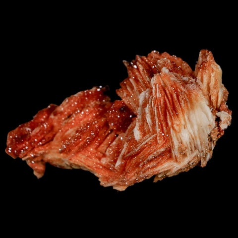 2.1" Sparkly Red Vanadinite Crystals On Orange Barite Blades Mineral Mabladen Morocco - Fossil Age Minerals