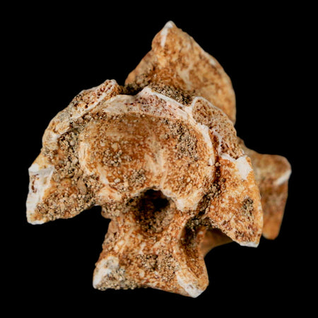 1.2" Palaeophis Magrebianus Sea Snake Vertebra Bone Upper Paleocene Morocco