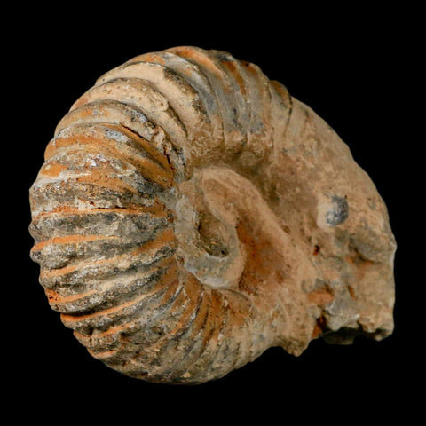 4.5" Acanthoceras Ammonite Fossil Agadir Morocco 360 Million Year Old COA - Fossil Age Minerals