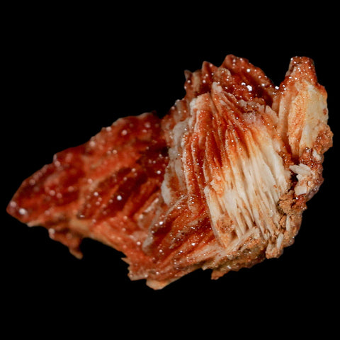 2.1" Sparkly Red Vanadinite Crystals On Orange Barite Blades Mineral Mabladen Morocco - Fossil Age Minerals