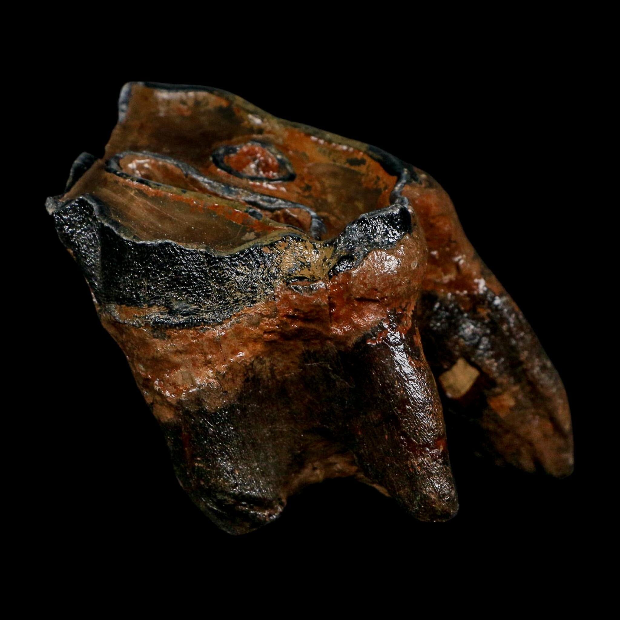 3.1" Woolly Rhinoceros Fossil Rooted Tooth Pleistocene Age Megafauna Russia COA