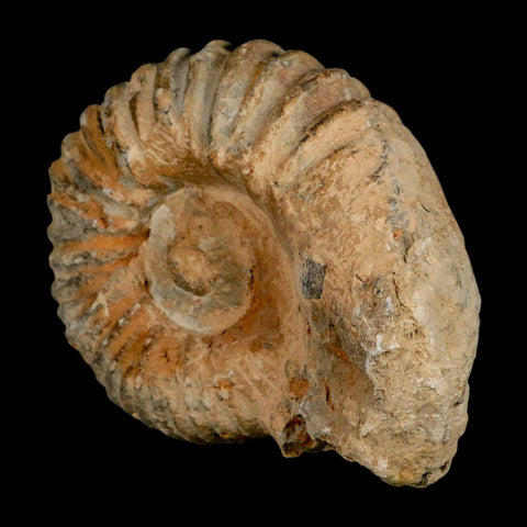 4.5" Acanthoceras Ammonite Fossil Agadir Morocco 360 Million Year Old COA - Fossil Age Minerals