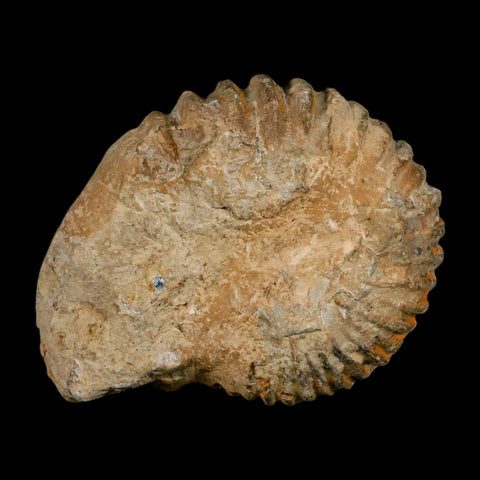 4.5" Acanthoceras Ammonite Fossil Agadir Morocco 360 Million Year Old COA - Fossil Age Minerals